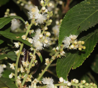 Lodhra (Symplocos Racemosa)